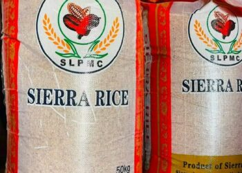 Sierra Leone : l’État fait le pari du riz local et transforme l’armée en premier acheteur national