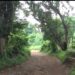 Inquiétude et incompréhension autour de la forêt de Kakimbo à Ratoma : les habitants et sages appellent l&rsquo;État au dialogue